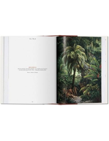 The book of palms (Nuevo)