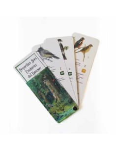 Pequeñas aves cantoras del bosque. Pantonera Aves en Huilo Huilo (Nuevo)