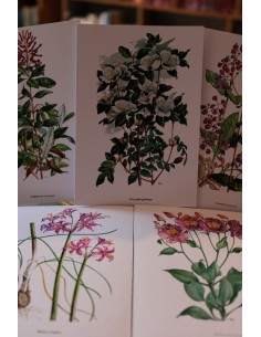 Postales Flores silvestres de Chile (Nuevo)