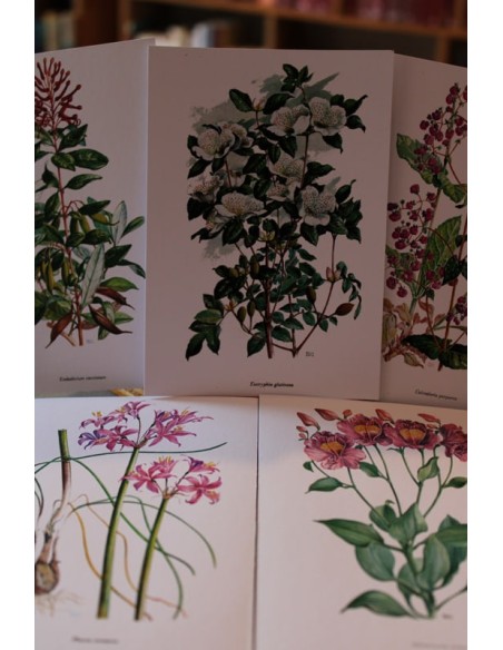 Postales Flores silvestres de Chile (Nuevo) Postales Flores silvestres de Chile (Nuevo)