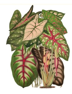 Caladium (Nuevo)