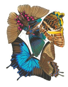 Mariposas Azul y Magenta (E. A. Séguy) (Nuevo)