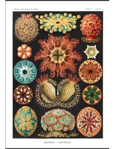 Ascidias (E. Haeckel) (Nuevo)
