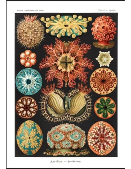 Ascidias (E. Haeckel) (Nuevo) Ascidias (E. Haeckel) (Nuevo)