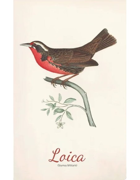 Cuadernos de Viaje (Loica) (Nuevo)