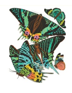 Mariposas Cian y Verde (E. A. Séguy) (Nuevo)