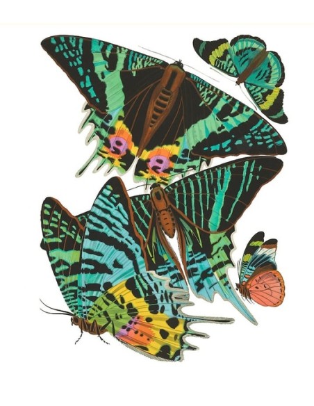 Mariposas Cian y Verde (E. A. Séguy) (Nuevo) Mariposas Cian y Verde (E. A. Séguy) (Nuevo)