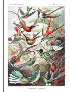 Colibríes (E. Haeckel) (Nuevo)