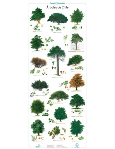 Poster árboles de Chile (Nuevo)