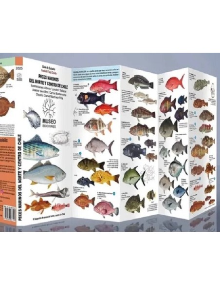 Peces marinos del norte y centro de Chile (Nuevo) Peces marinos del norte y centro de Chile (Nuevo)