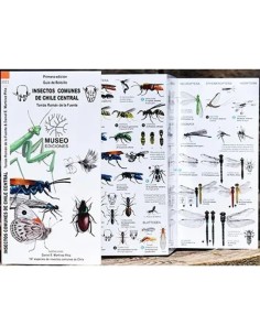 Insectos comunes de Chile central (Nuevo)